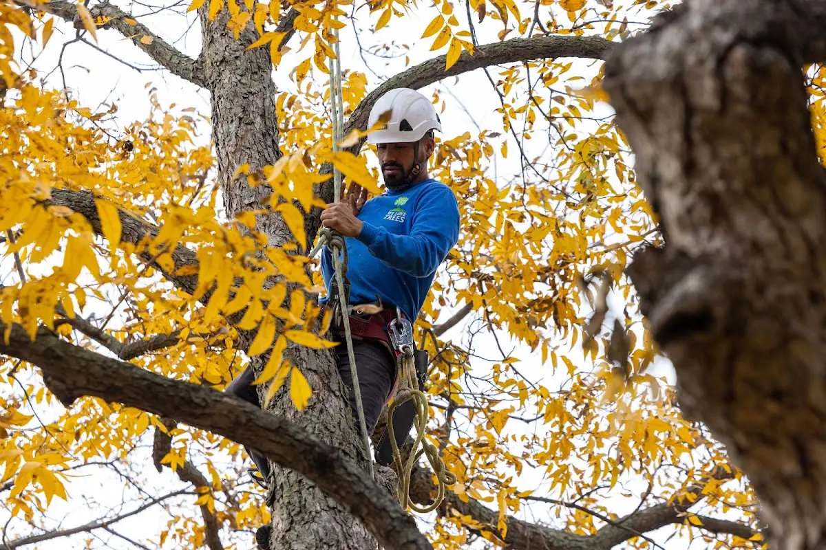 Skilled Tree Trimming crew working in Leeds Point