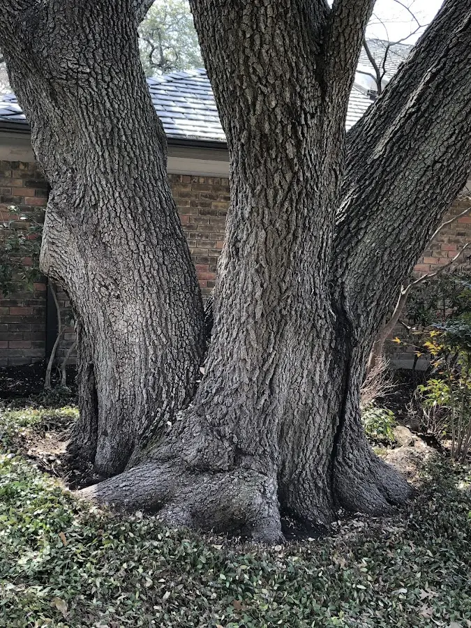 Mature heritage tree close to a Leeds Point property cared for by certified arborists